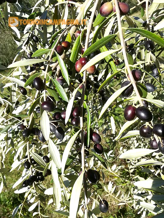 Una bella fronda carica di olive. Promessa di un buon olio.