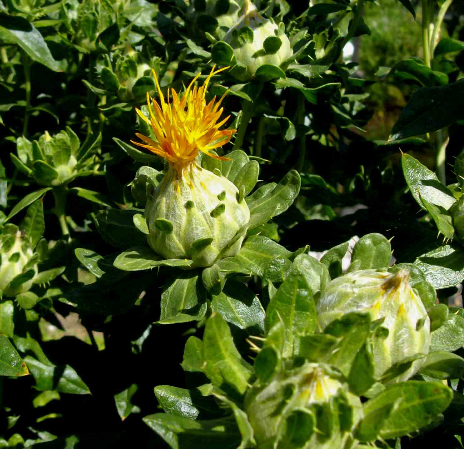 Il fiore dello Zafferano lombardo.