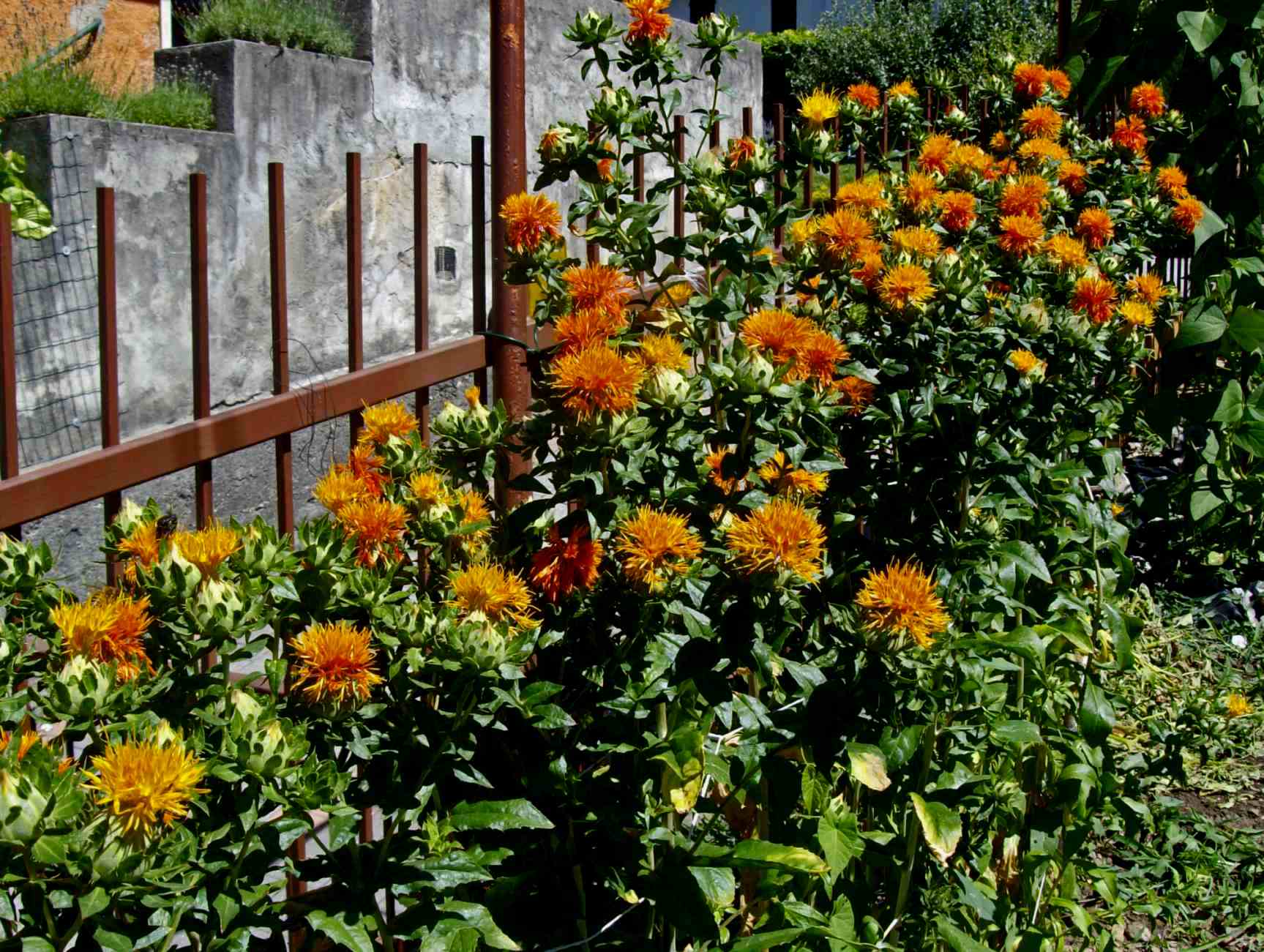 Fioritura di Zafferano lombardo.