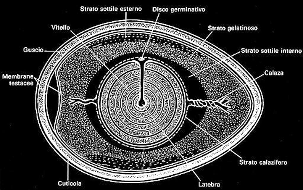 Sezione schematica dell'uovo.