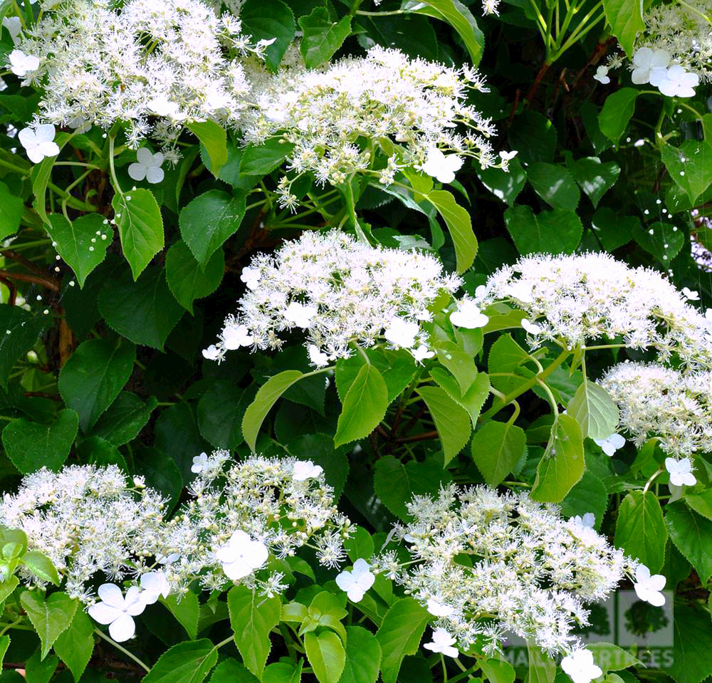 Fiori di hydrangea petiolaris.