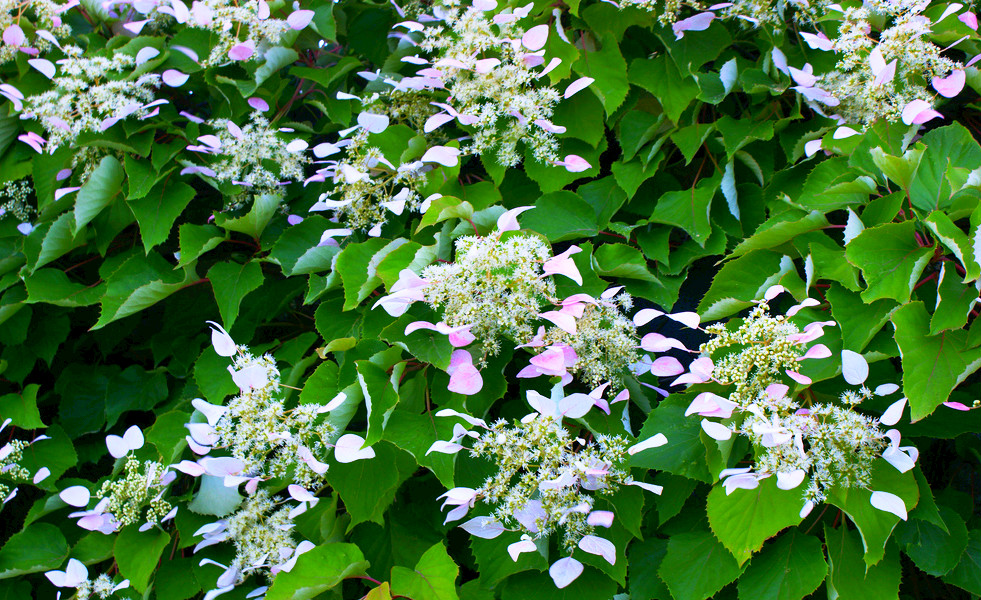 Fiori di Schizophragma Hydrangeoides.