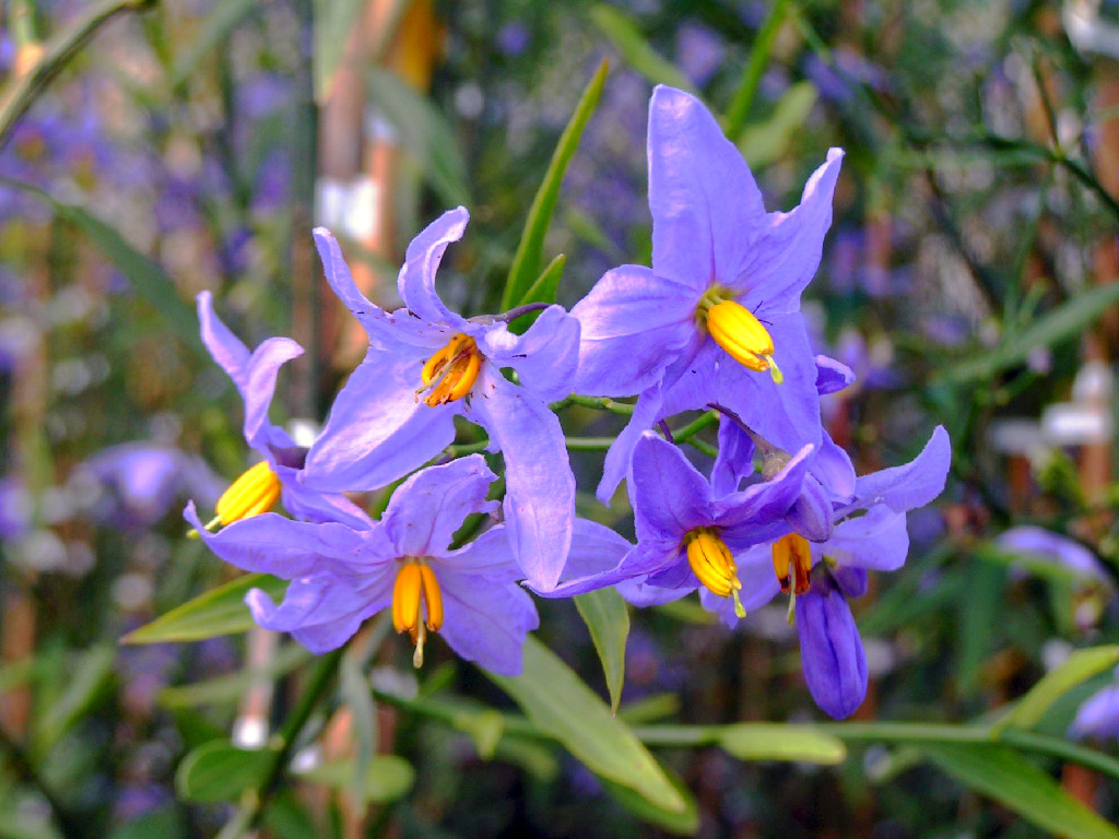 Fiori di Solanum Amygdaloides.