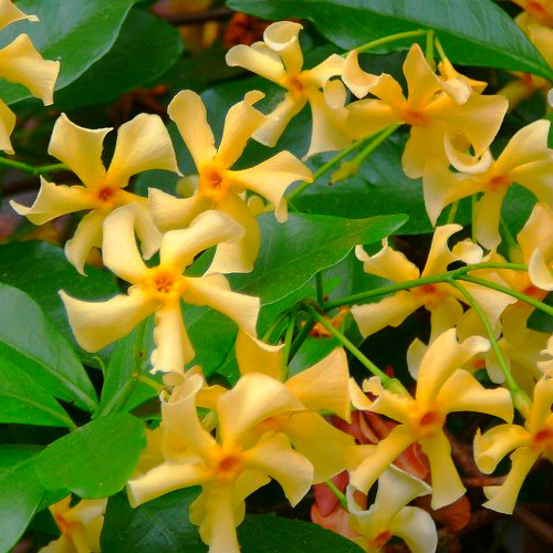 Fiori di Tracheolospermum Asiaticum.