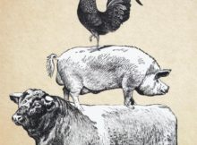copertina-libro