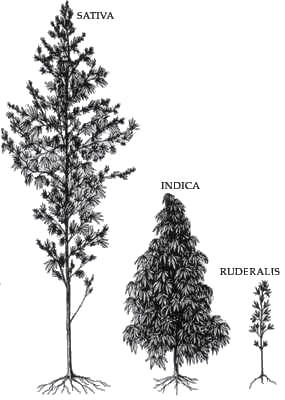 L'aspetto delle tre sottospecie della Canapa.