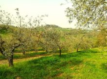 panoramica oliveto