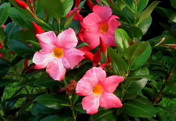 Fiori di Dipladenia