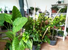 piante in casa