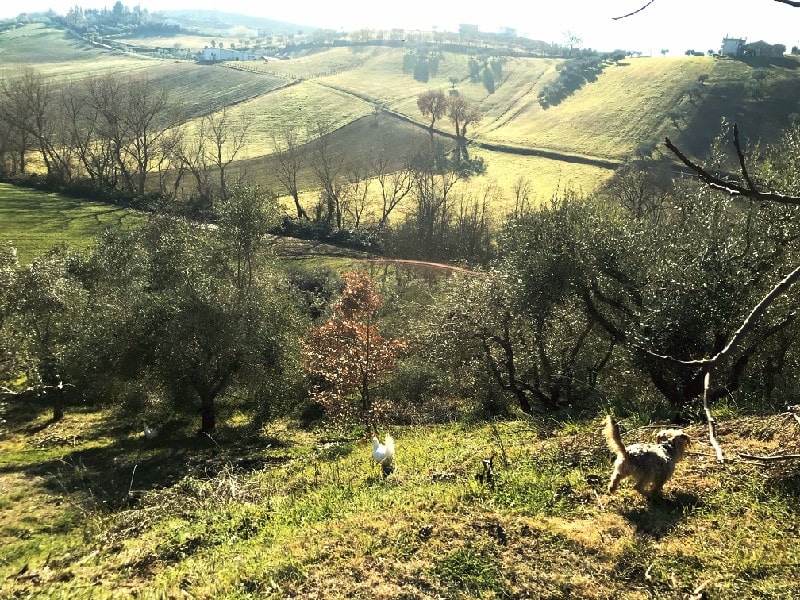 La natura e gli animali.