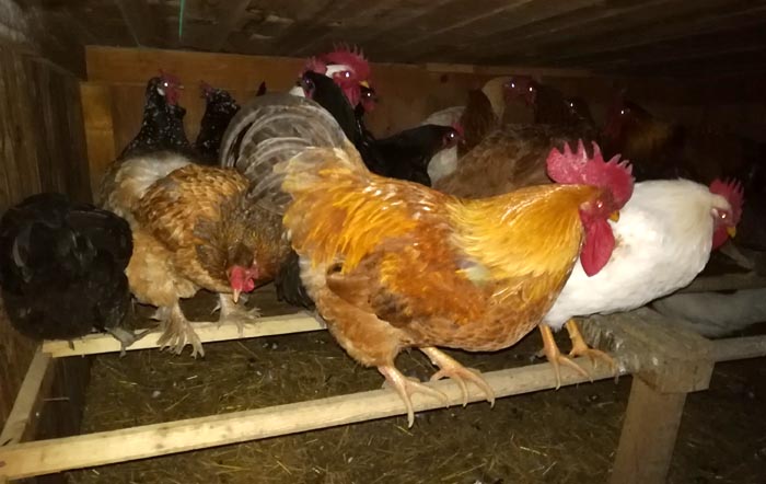 Posatoio Galline Come Farlo Bene Torno In Campagna