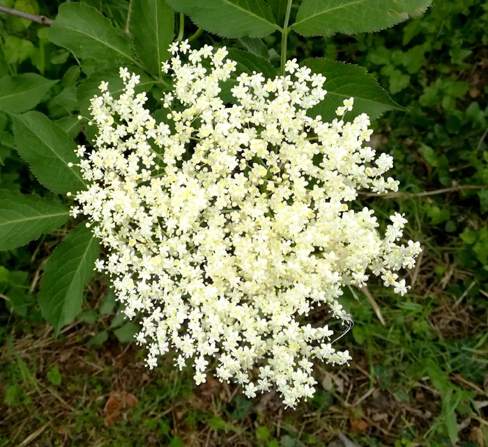 Il candido fiore di Sambuco.