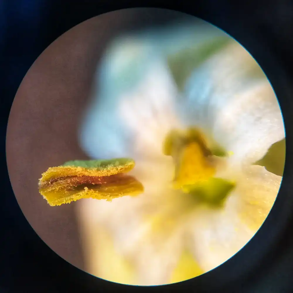 Il polline sulle Antere del fiore dell'olivo ingrandito 40 volte.