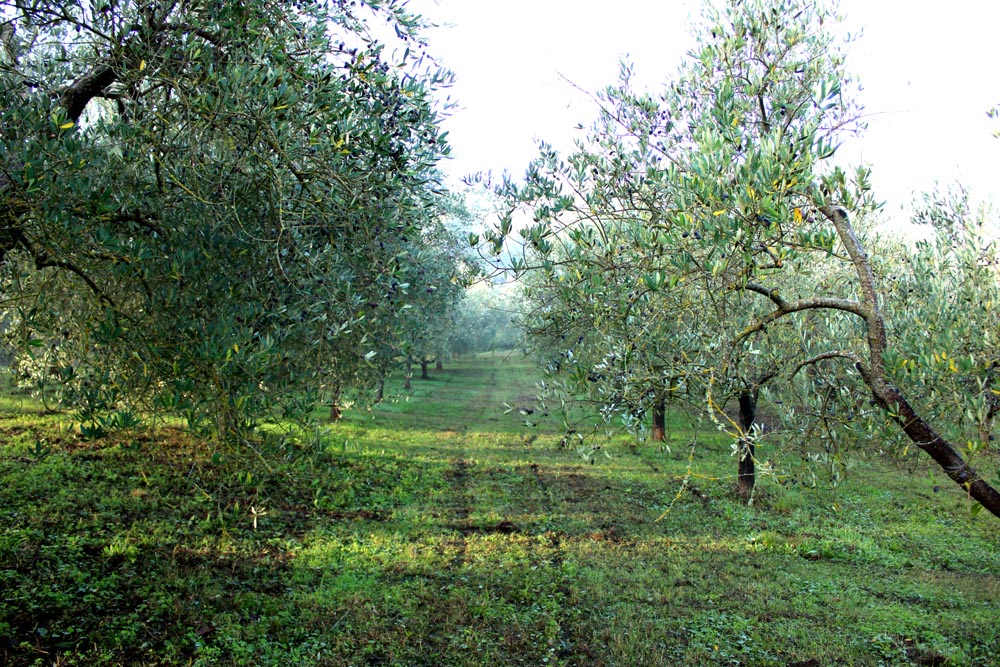 Camminare fra i filari dell'oliveto.