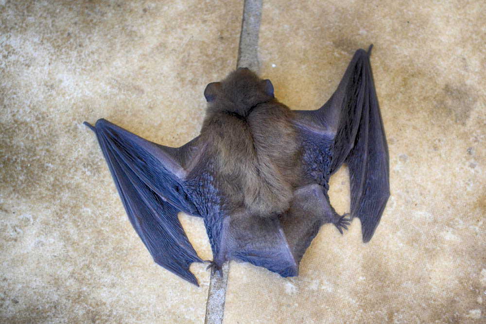 Pipistrello