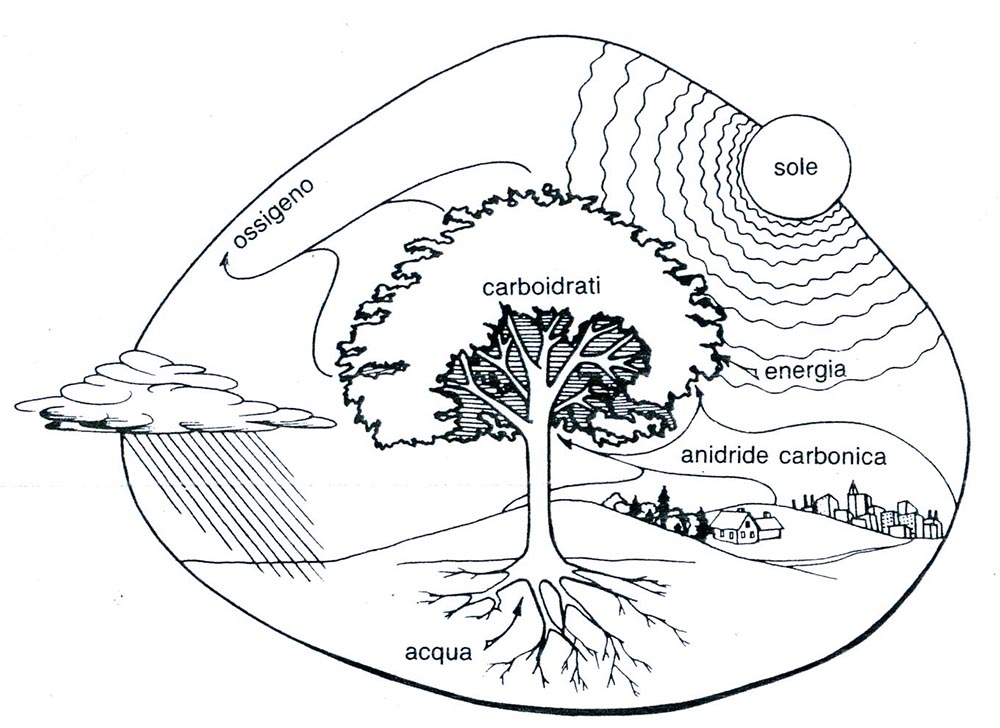 Schema del funzionamento di un albero