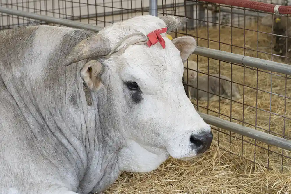 Un pigro torello di razza Chianina.